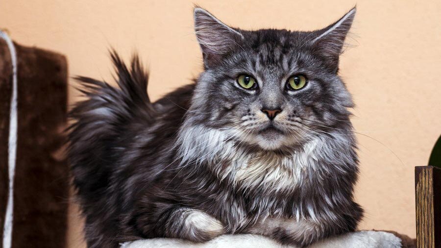 Источник: pintertest.com