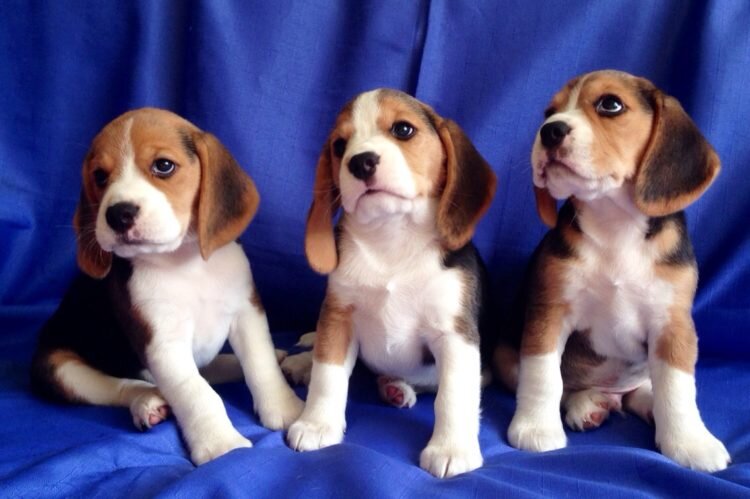 биглюшки. порода собаки бигль девочка. клички для бигля мальчика. французский бигль харьер. клички для собак мальчиков бигль.