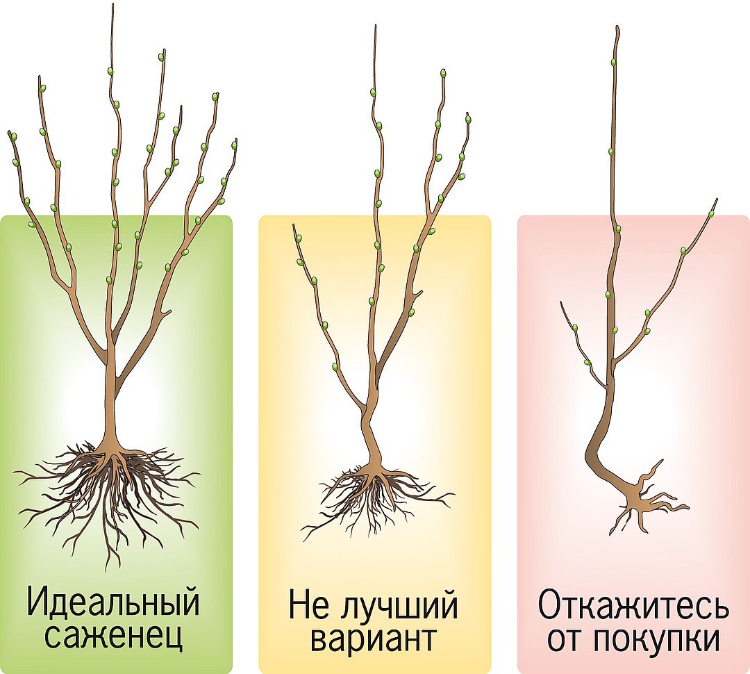 Какого возраста саженцы лучше сажать. Корни саженцев яблони. Посадка привитых саженцев плодовых деревьев. Посадка саженца яблони. Корень саженца абрикоса.