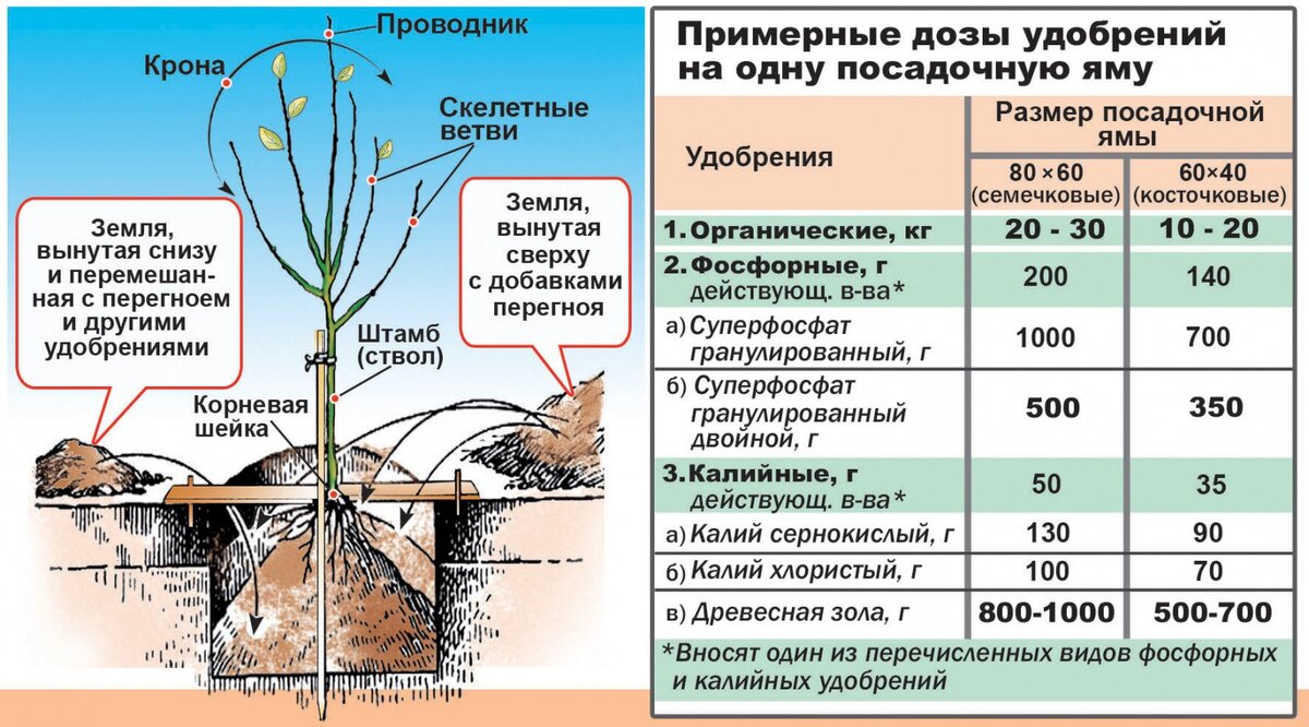 Какие сорта сажать. Схема выращивания плодовых саженцев. Посадка саженцев плодовых деревьев весной. Сроки посадки саженцев плодовых деревьев. Схема удобрений молодых саженцев яблони.