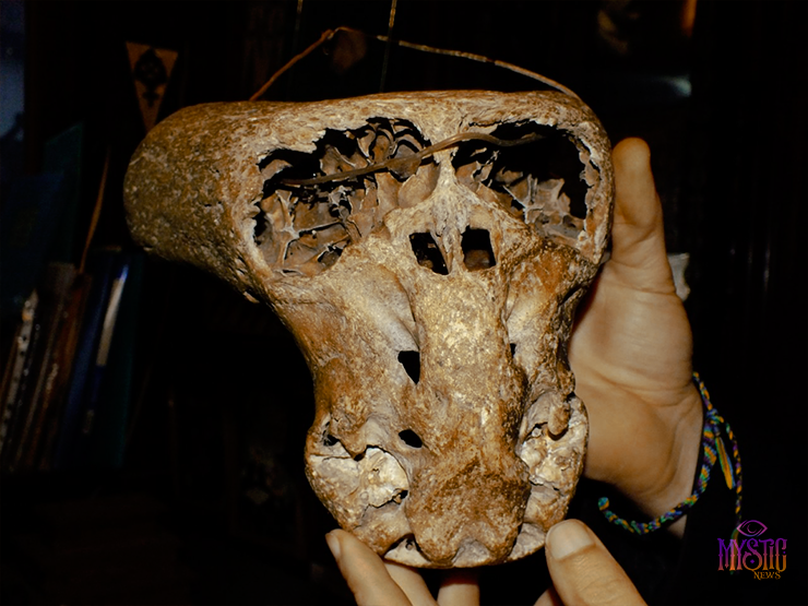 череп гуманоида