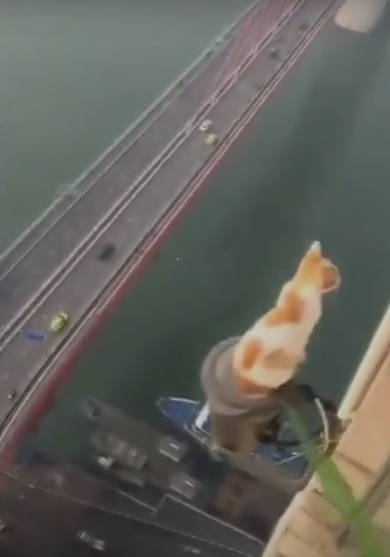 Этот кот самый первый руфер. Посмотрите на высоту.