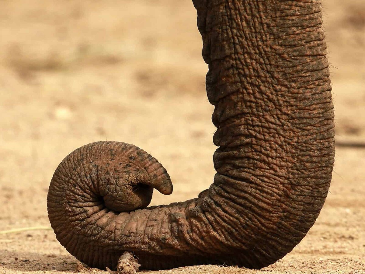 It s an elephant. Нос слона. Хобот. Слоновий хобот. Хоботок слона.