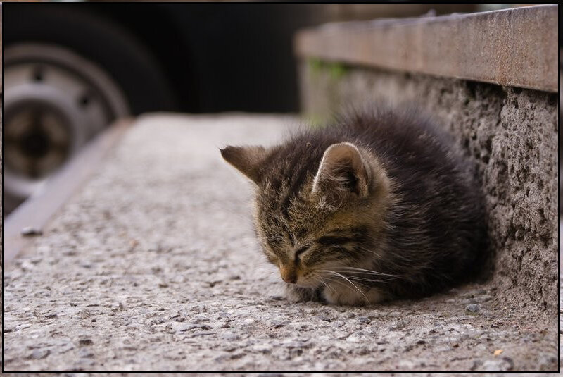 Маленькие бездомные котята. Брошенный котенок. Котики бездомные грустные. Одинокий котенок. Кидать кошку