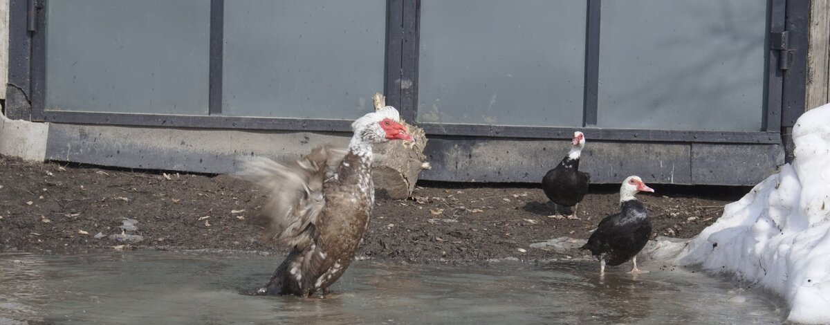 В кадре: птицы (не разбираюсь в них)