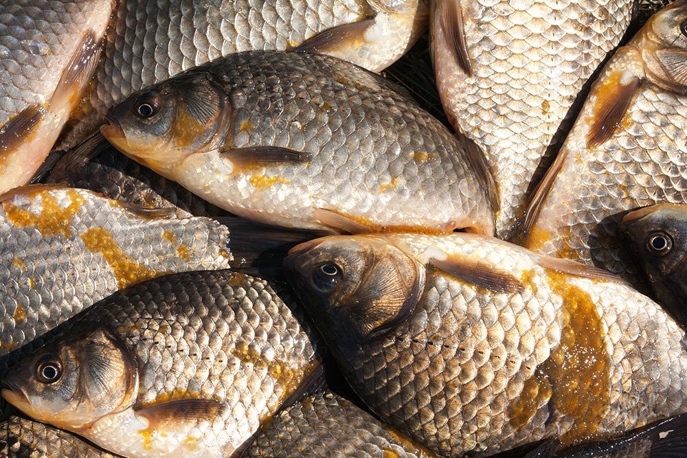 убойный клев