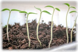 Обеспечьте помидорам доступ к солнечному свету. Все очень просто: помидоры очень любят солнце. Природа придумала простой механизм: нет солнца – тянемся к нему. Поэтому важно не только поставить рассаду на солнце, но и не сажать в один горшочек много кустов, чтобы они не мешали друг другу получать свет. В противном случае рассада станет бледная и чахлая.