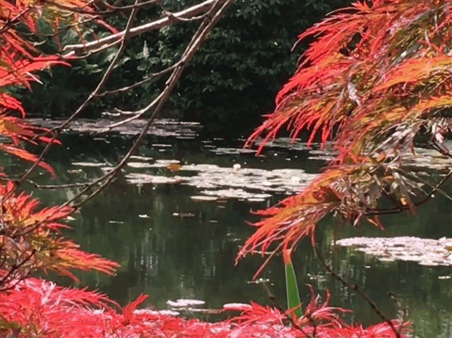 Сад Моне, май 2018. Знаменитый пруд с кувшинками. Фото Татьяны Шестаковой.