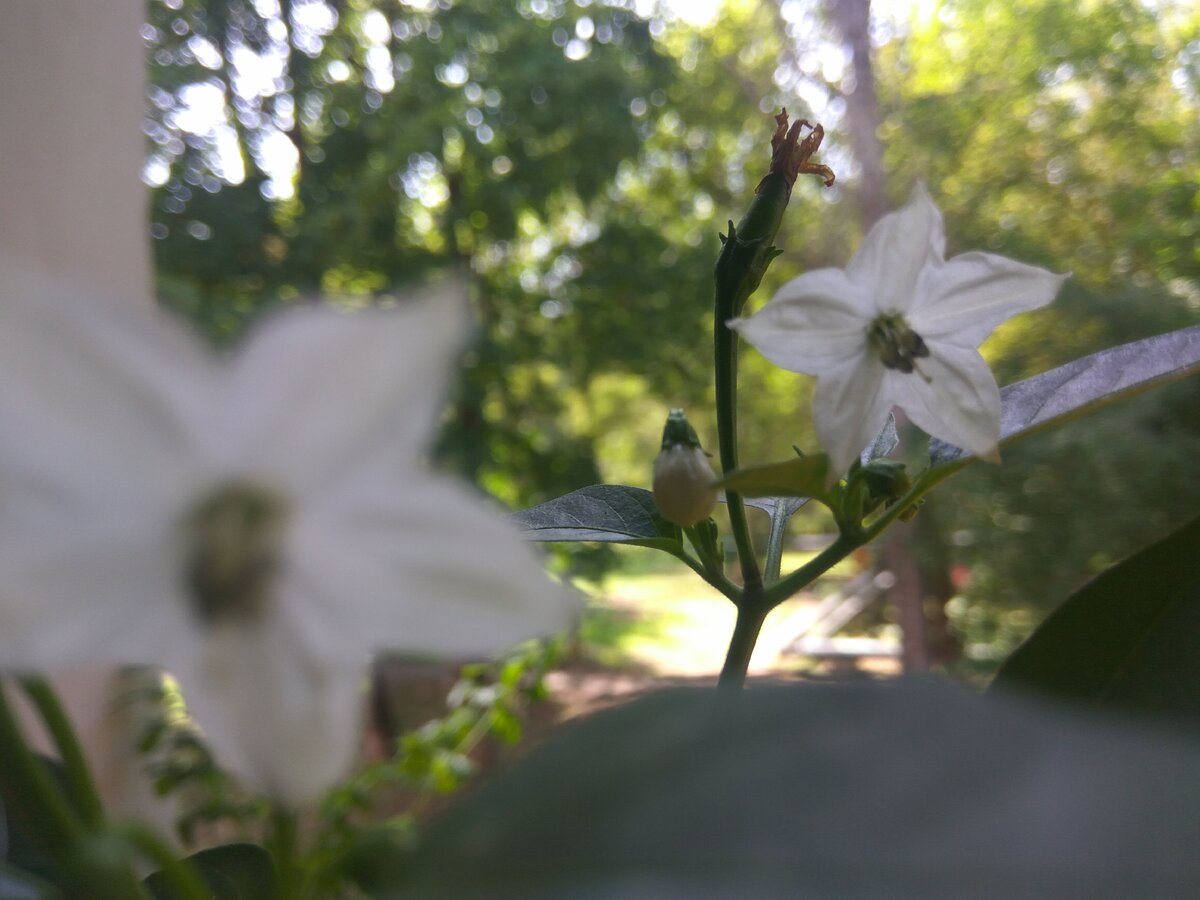 Перчик. Фото Светы Давыдовой