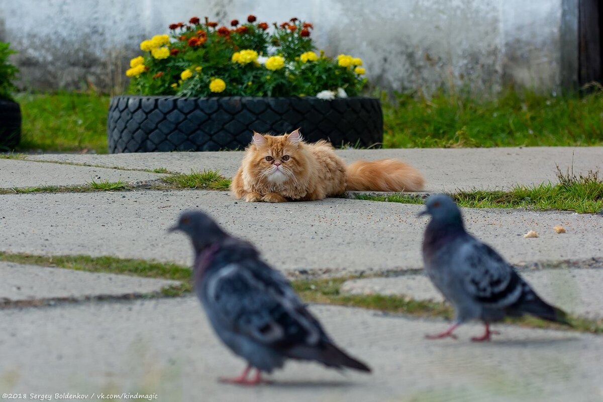 Фото: Сергей Болденков (с)