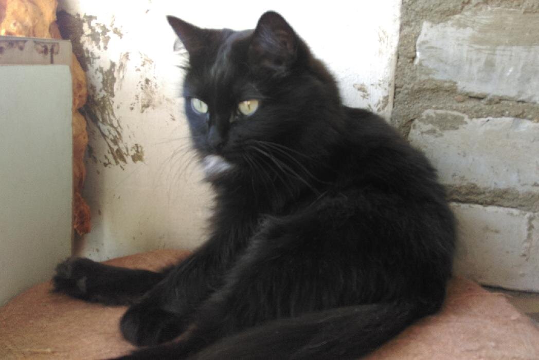 - Вот так сидишь, ждешь... Ни один нормальный принц, ни на одном белом коне не едет...