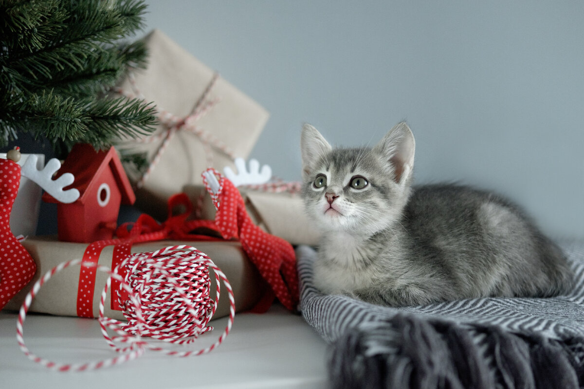 Фотограф Ксения Соловьева