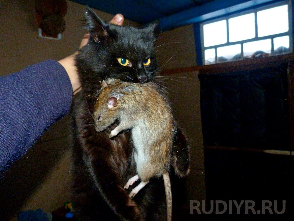 Кот и крыса дружба. Сибирская крысоловка кошка. Кот охотится. Кот крысы будет. Кот поймал мышь.