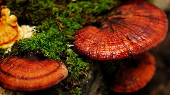 Гриб молодости