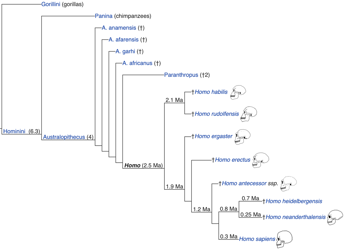 https://en.wikipedia.org/wiki/Homo 