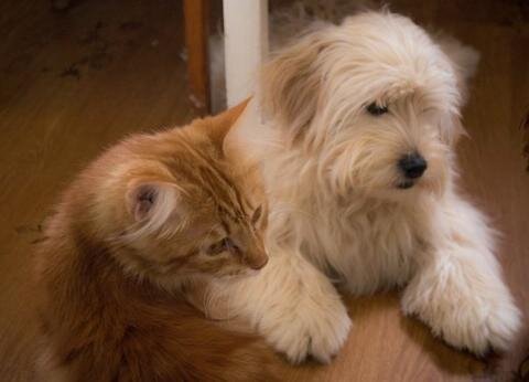 Фото из https://sevastopol.zoo-bazar.com/d/otdam-v-horoshie-ruki-149522/