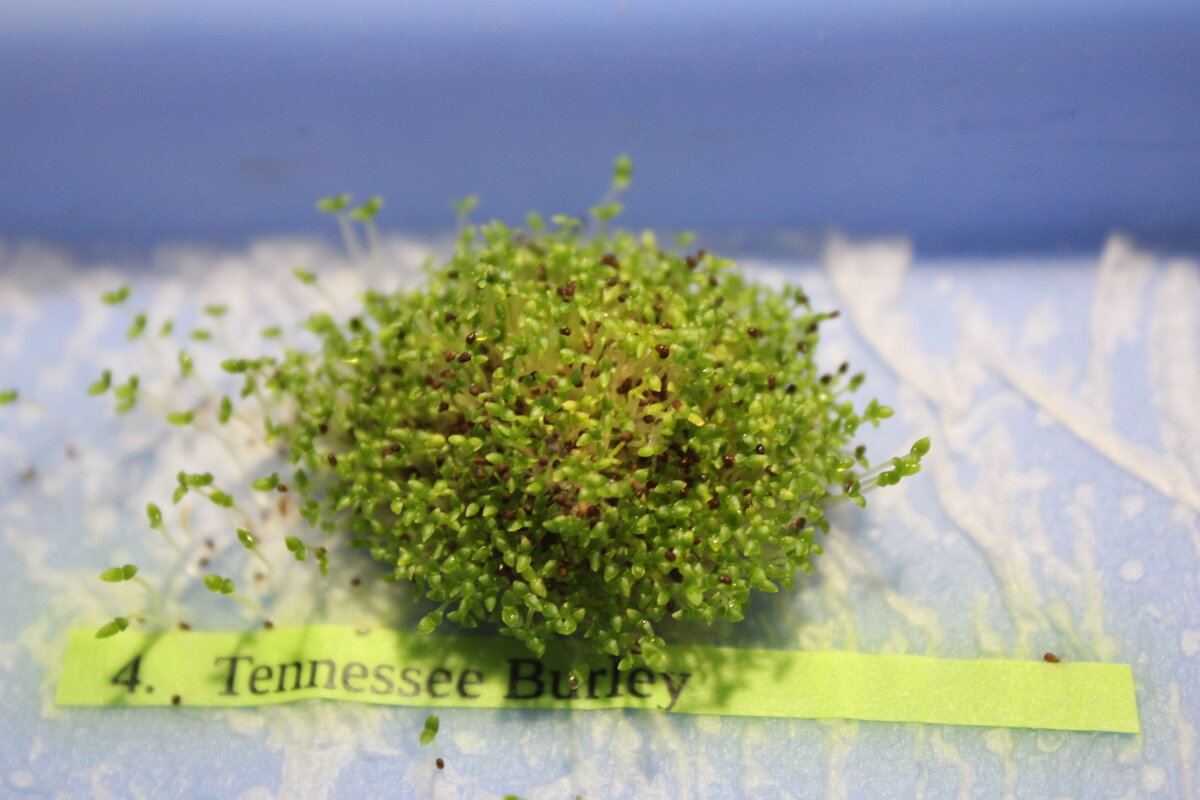 Сорта табака "Tennessee Burley"