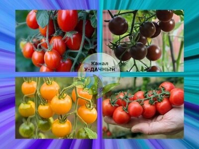 Лучшие и самые урожайные сорта помидор черри