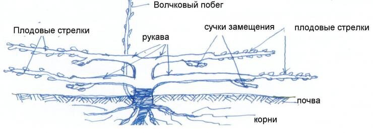Оптимальная длина рукавов 60-80 см. Периодически, через 3-4 года, рукава омолаживают – заменяют новыми. 