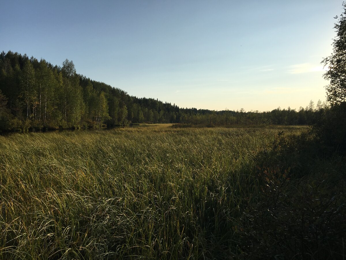 Заросший берег Емцы в золотых лучах заходящего солнца.