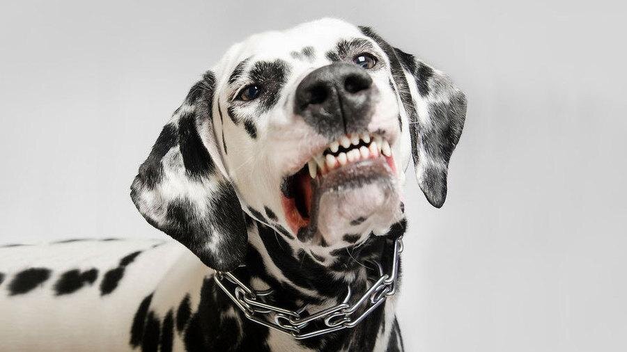 Фотография взята с ресурса, находящегося в открытом доступе.