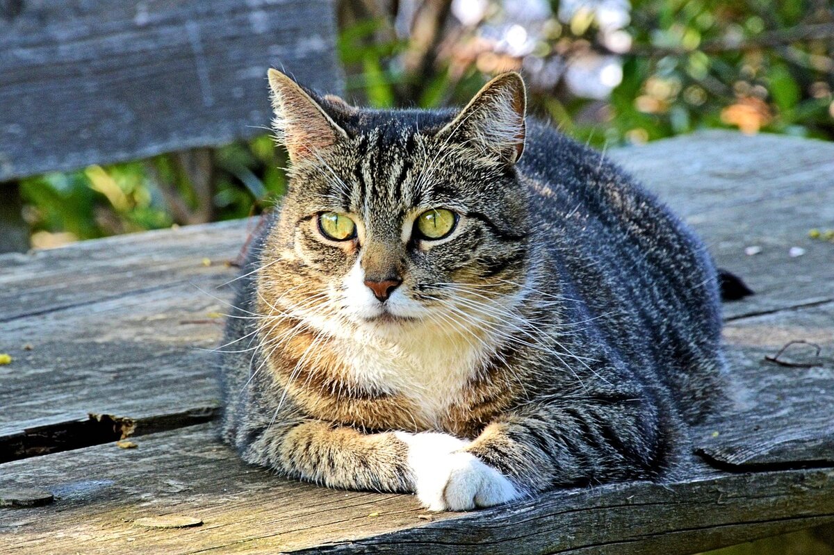 фото домашней кошки