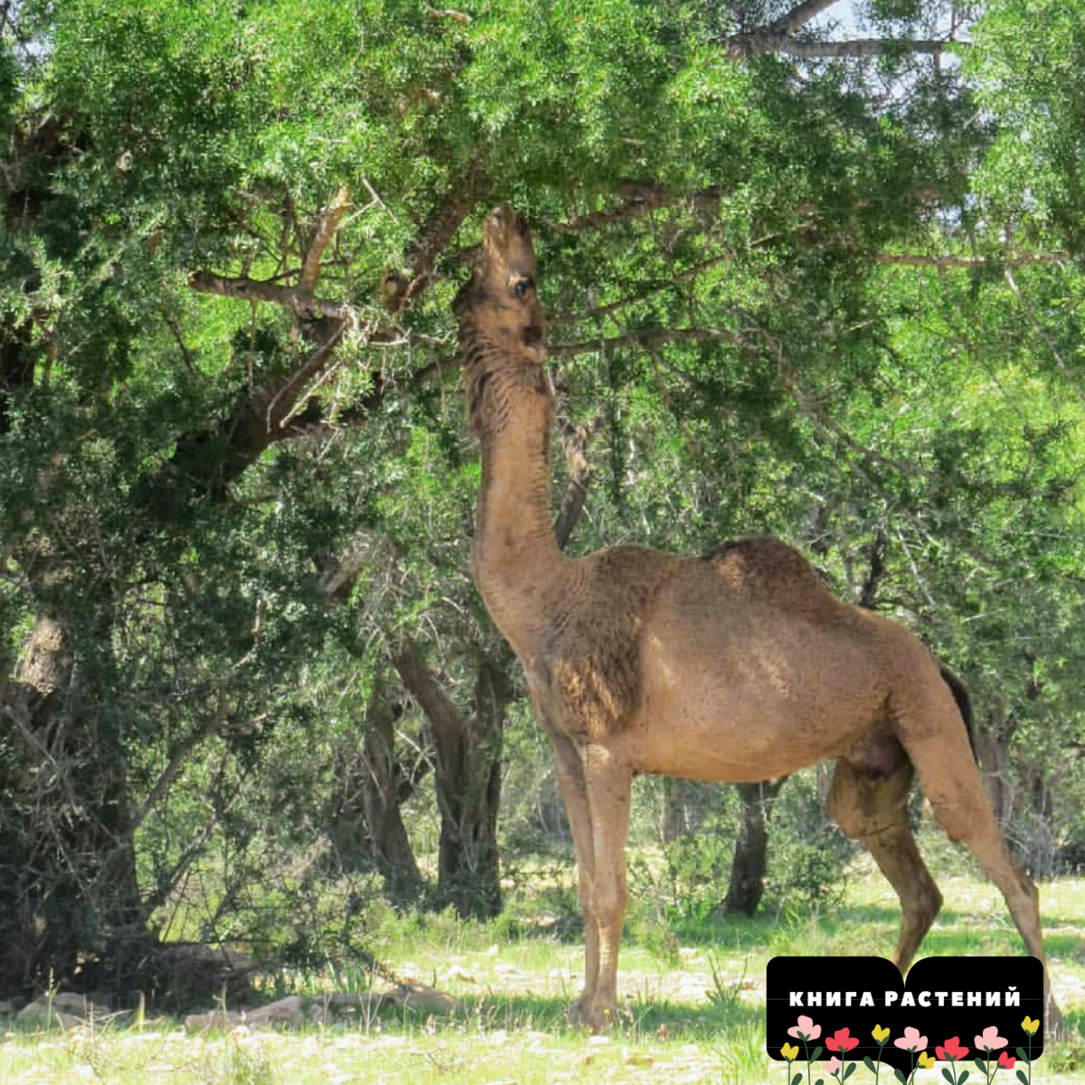 Вообще-то, первыми верблюды распробовали Аргану!