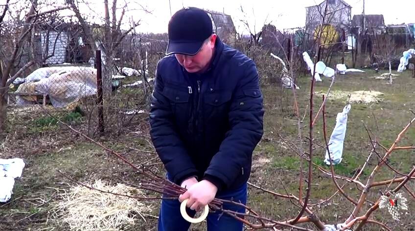 Фото процесса нарезки черенков плодовых деревьев  