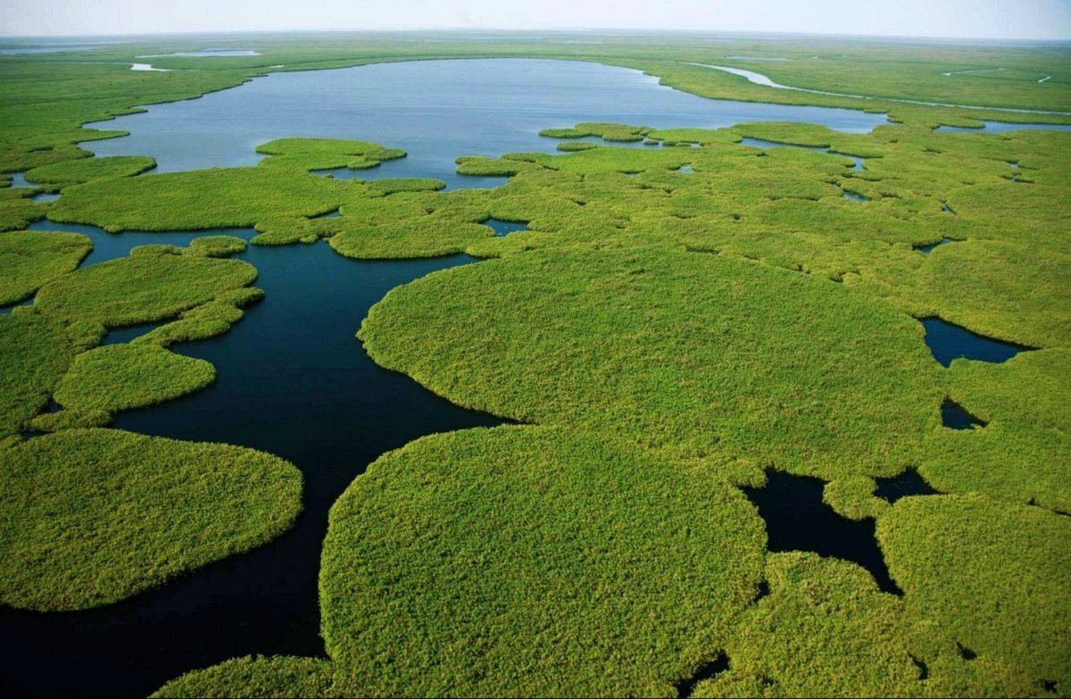 It is the largest freshwater. Болота сюд, Южный Судан. Болото судд. Заболоченную впадину Пантанал. Южный Судан, озеро судд.