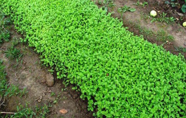 Осенний и весенний посев горчицы: