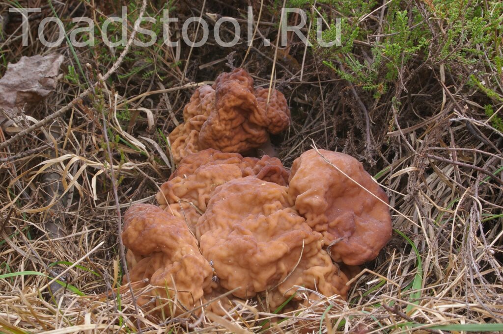 Строчковое гнездо: попробуйте-ка пройти мимо! (фото И.Лебединского)