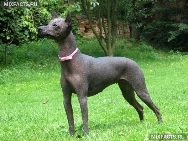 
 перуанская голая 