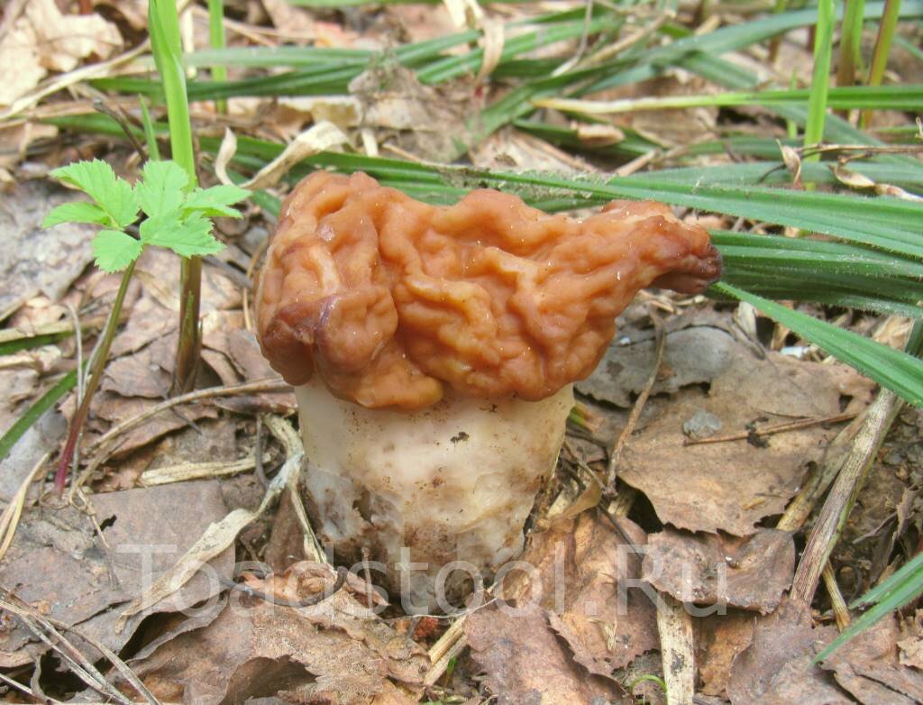 У строчка гигантского тоже бывает отчетливая нога, просто редко (фото И.Лебединского)