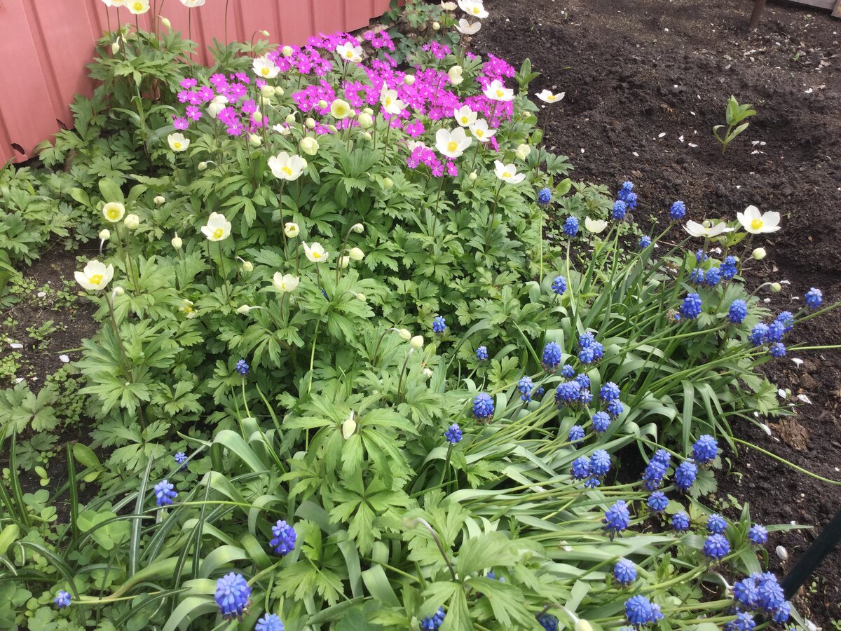 Какой садовод не хочет сделать свой участок красивым? Ведь цветы возле дома, да и на всём участке, радуют наш взгляд, создают нам настроение, вызывают положительные эмоции. Посмотришь на цветущее великолепие и душа радуется. При планировании цветников, приходится думать о совмещённых посадках цветочных культур, чтобы цветение было непрерывным все лето.