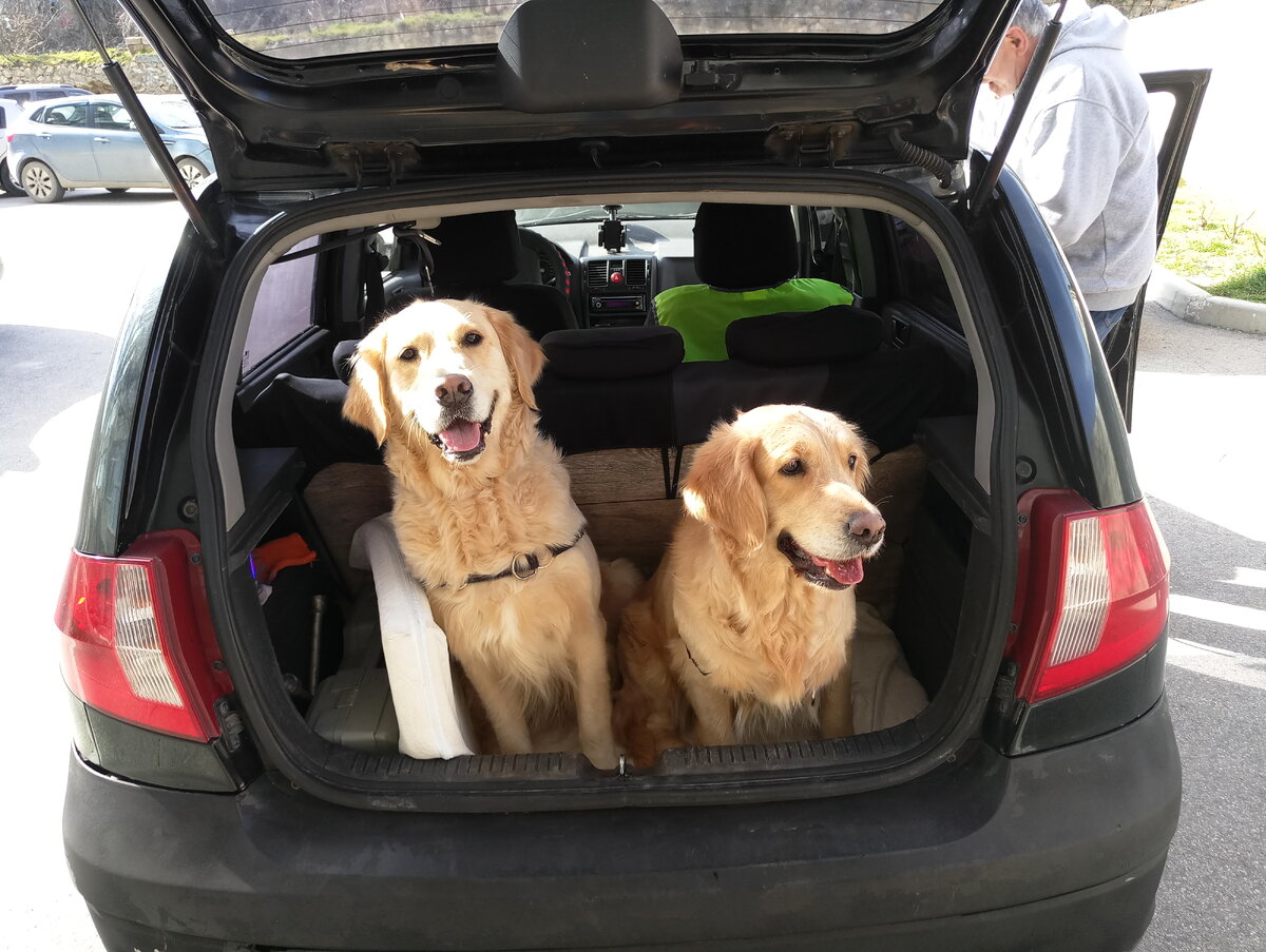 Куба и его однопомётница Лайма, два голдена в одном багажнике