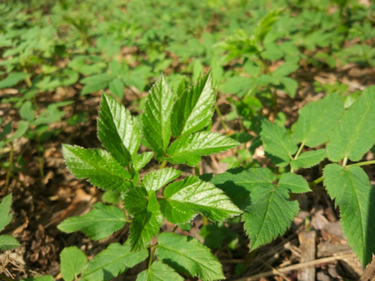 Первая весенняя зелень может скрывать нежелательных гостей