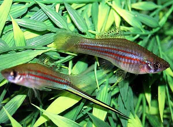 Источник фото: canlipetshop.com 