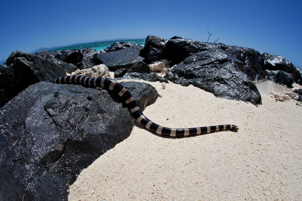 фото острова где много змей