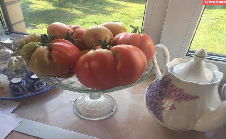 Фото: Эдуард Кошевец для AgroXXI.ru