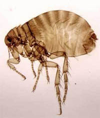 Блоха человеческая.