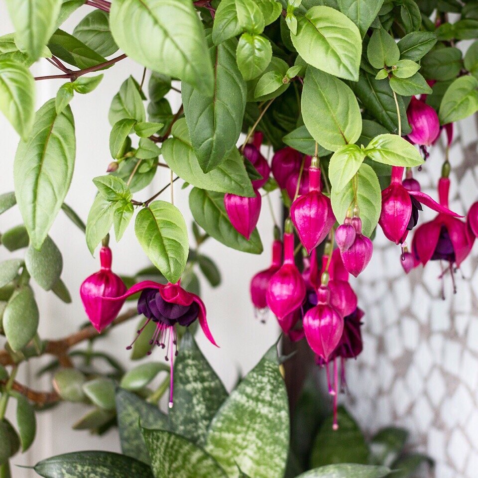 Фуксия «Максима»