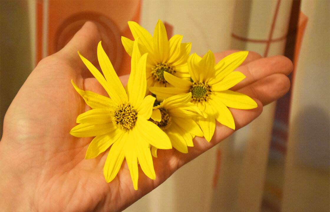 Яркие радостные цветочки