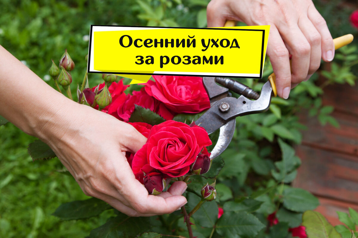 Уход за розами в июне. Уход за розами. Цитаты про розы. Уход за розами в сентябре. Перчатки по уходу за розами
