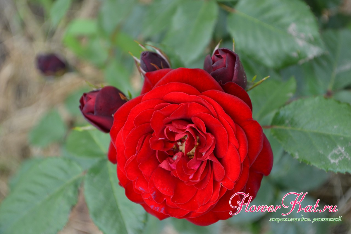 https://flowerkat.ru/katalog-sortov/rozy/roza-floribunda-lavaglut
