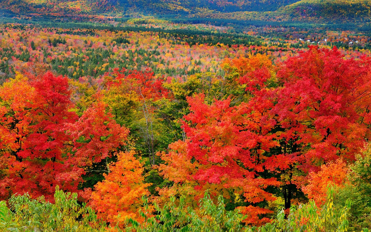 Фото взято из интернета