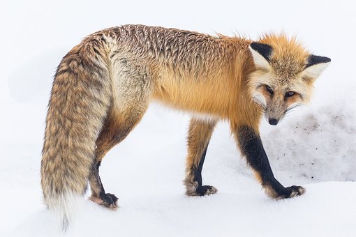 https://cdn.pixabay.com/photo/2017/04/14/16/48/red-fox-2230734__340.jpg