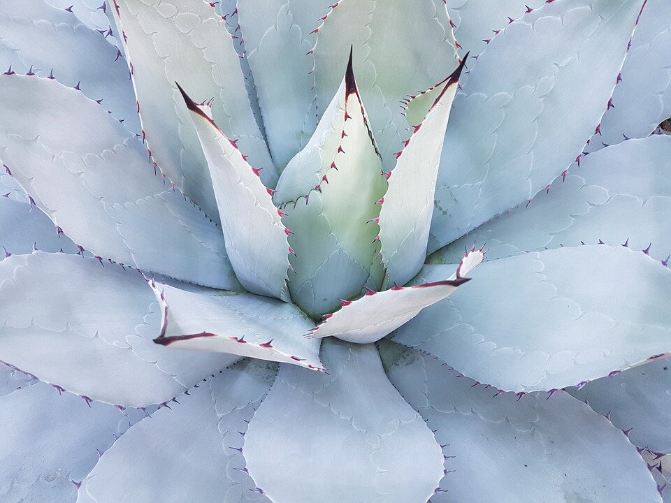 https://cdn.pixabay.com/photo/2016/10/18/18/17/cactus-1750940_960_720.jpg
