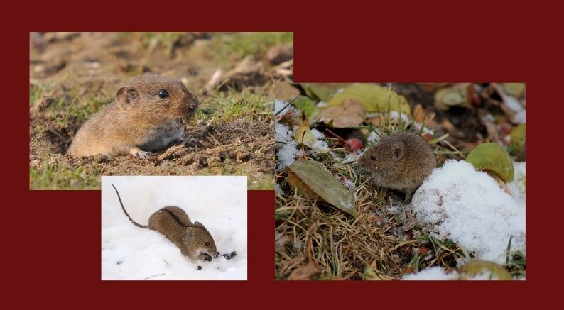 Полевка обыкновенная, фото Яндекс.Картинки