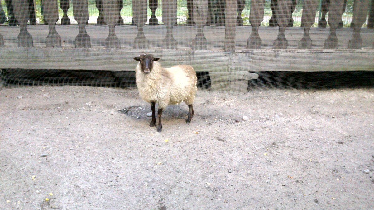 Контактный зоопарк «Радуга»