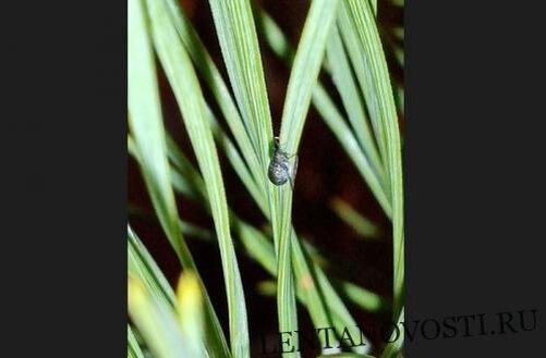 Фото ЧП Омск /vk.com/chp55